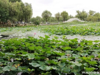 厦门哈尔滨太阳岛旅游景点推荐，你去过几个？